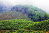Phê duyệt kế hoạch chuyển đổi hơn 5,8 ha rừng tại phường Tây Hiếu để làm đường tránh QL48
