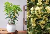 Vì sao nhiều gia đình giàu thích trồng mộc hương trước nhà?