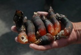 Đặc sản 