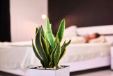 4 vị trí nên tránh khi đặt cây lưỡi hổ trong nhà