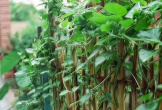 Vì sao người xưa thường trồng mùng tơi quanh nhà? 