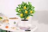 7 lý do tại sao gia đình nào cũng nên trồng ít nhất 1 cây chanh