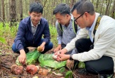 1 người tử vong sau khi ăn nấm rừng