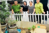 Người dân tự nguyện giao nộp 02 cá thể chim công nghi đi lạc cho Cơ quan chức năng
