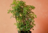 5 loại cây cảnh 
