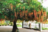Người xưa dặn: Trước cửa có 3 cây này chẳng khác nào giữ báu vật trong nhà, tài lộc tụ về, con cháu dễ thành đạt