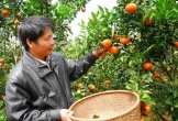 Loại quả Việt Nam lọt top ngon nhất thế giới: Chỉ có ở Nghệ An, từng tiến vua, khách đặt mua khi còn xanh