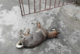 Người đàn ông tử vong nghi do bệnh dại sau khi bị chó nhà cắn
