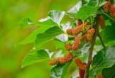 3 loại cây ăn quả chớ nên trồng trước nhà kẻo 