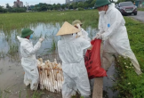 Khẩn trương khoanh vùng, dập dịch cúm gia cầm H5N1 ở Nghệ An