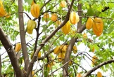 4 lý do vì sao nên trồng một cây khế trong sân nhà