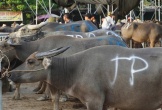 Náo nhiệt 