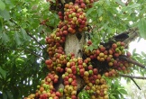 3 lý do vì sao nên trồng một cây sung trong vườn nhà