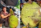 Quả mít khổng lồ nặng 53kg ở Lạng Sơn được bán với giá bất ngờ, ngỡ ngàng khi bổ ra