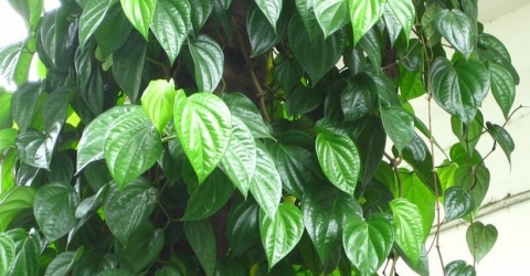 Có nên trồng cây trầu không ở trước nhà không?