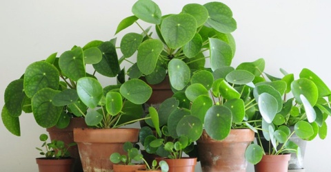 5 loại cây vừa làm đẹp nhà vừa như “nam châm hút tiền“