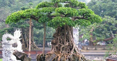 Có nên trồng cây si ở trước nhà không?