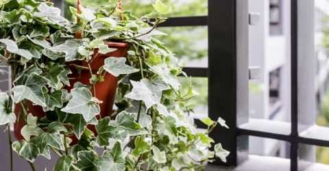 7 loại cây cảnh có độc nên cân nhắc khi muốn trồng trong nhà