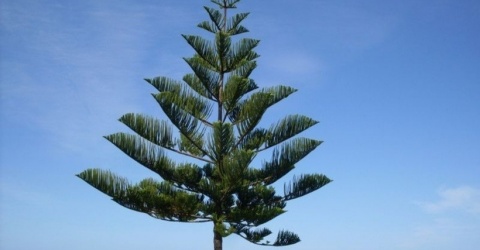 Ý nghĩa cây tùng bách tán trong phong thủy