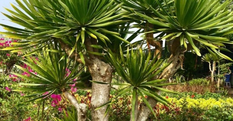 Nhà giàu thật sự thường trồng 3 cây này trước sân, chẳng trách họ giàu đến thế