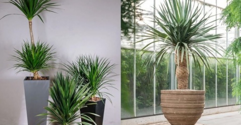 Người thuộc 2 mệnh này chớ trồng cây phát tài, nếu không muốn tiền của đội nón ra đi, 3 đời sau nghèo vẫn hoàn nghèo