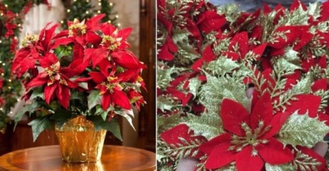 Trang trí Giáng sinh luôn có hoa trạng nguyên, vì sao?