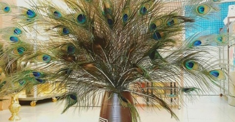 Lông công phong thủy nên cắm bao nhiêu cành?