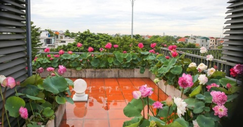 Vườn sen trên sân thượng của mẹ đảm khoe sắc, tha hồ sống ảo