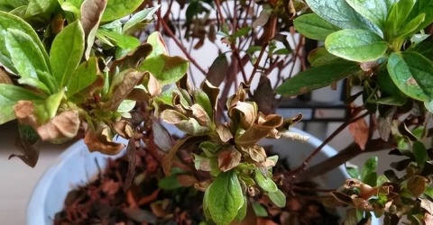 Dọn nhà cuối năm bỏ 7 loại cây để đón vận may