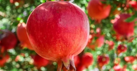 Lợi ích của việc trồng cây lựu trong vườn nhà