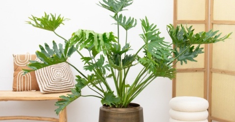 Trồng cây xanh trong nhà, tác dụng tích cực cả thể chất và tinh thần