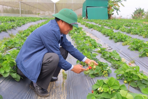 Kiểm tra mô hình trồng dâu tây ứng dụng công nghệ cao tại Hưng Nguyên