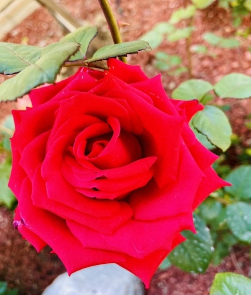 Bên trong ngôi nhà ngập hoa hồng của Diệu Hương trên đất Mỹ