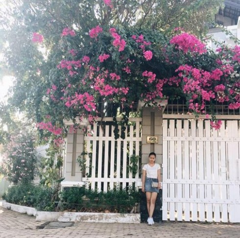 Đi trên những cung đường hoa giấy “đẹp nhất Việt Nam“