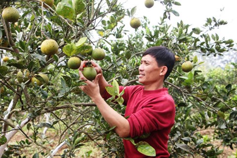 Ngoài công tác đoàn thể, anh Sinh còn trồng cam, chăn nuôi