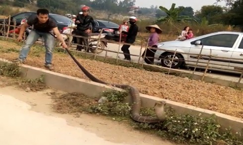 Người đàn ông túm đuôi rắn để ngăn con vật bò đi.