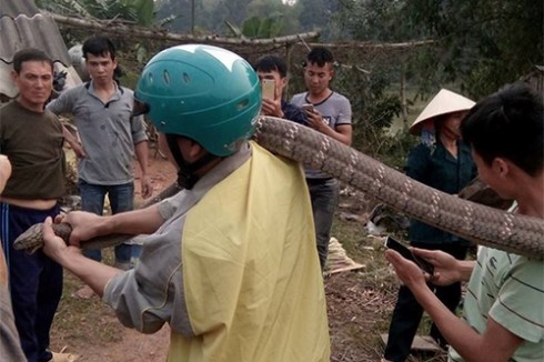 Con rắn bị nhóm thanh niên khống chế là loài rắn độc, có tên trong sách đỏ Việt Nam.