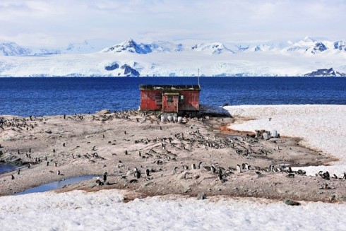 Trong chuyến hạ thủy đầu tiên của M/Y Legend, du khách được ghé thăm lãnh địa của chim cánh cụt Gentoo gần một trạm cá heo ở cảng Mikkelsen. Đây là loài chim cánh cụt bơi có tốc độ đạt 36 km/h. Nằm trên du thuyền ngắm nhìn sư tử biển bơi lội và phóng tầm mắt ra vịnh Wilhelmina là những trải nghiệm khó quên của du khách. 