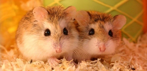 chuot hamster