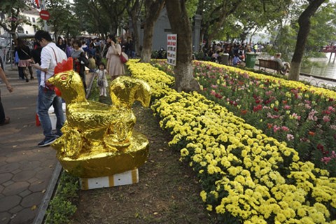 'Linh kê' vàng trang hoàng bên vườn hoa gần cầu Thê Húc
