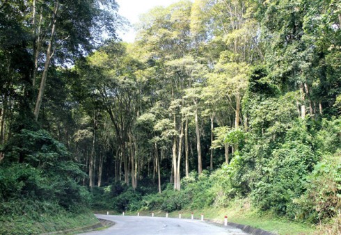 Khu rừng săng lẻ tạo phong cảnh thiên nhiên thú vị ngay sát quốc lộ 7